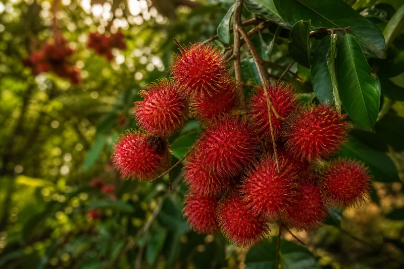 Chôm chôm Bình Hòa Phước (Rambutan)