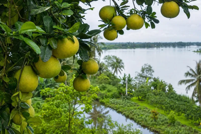 Cù lao Mỹ Hòa